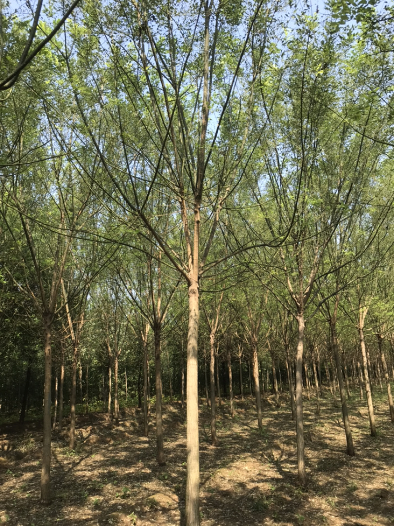 【精品】国槐白蜡大小规格齐全可在线观看视频