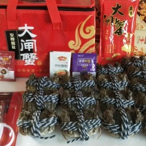 礼盒正宗固城湖大闸蟹蟹农直达精养塘口品质好