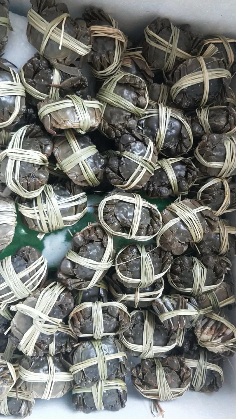 礼盒正宗固城湖大闸蟹蟹农直达精养塘口品质好