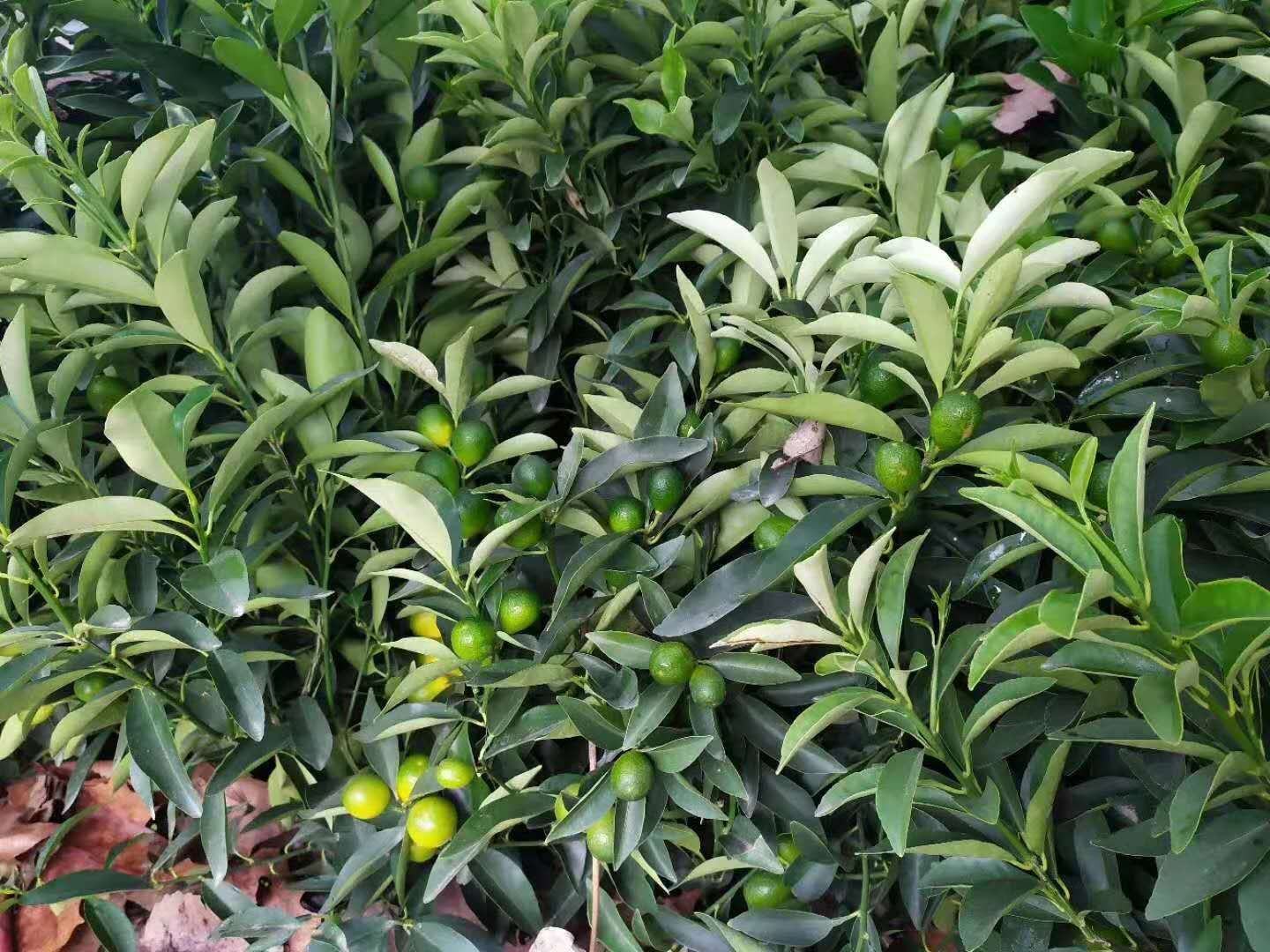 春季是金桔移栽的最佳时间,幼苗在温暖湿润的土壤中快速恢复生长 金桔幼苗在春季移栽