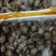毛蛤蜊海鲜鲜活蛤蜊毛蚶毛蛤水产血蛤海鲜贝类
