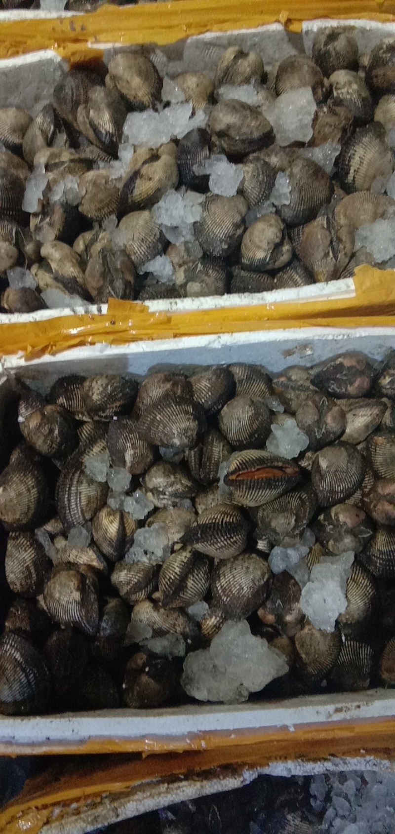 毛蛤蜊海鲜鲜活蛤蜊毛蚶毛蛤水产血蛤海鲜贝类