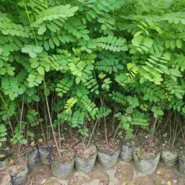 常年出售紫惠槐，紫惠槐杯苗苗木地直发现要现发，大量出售。