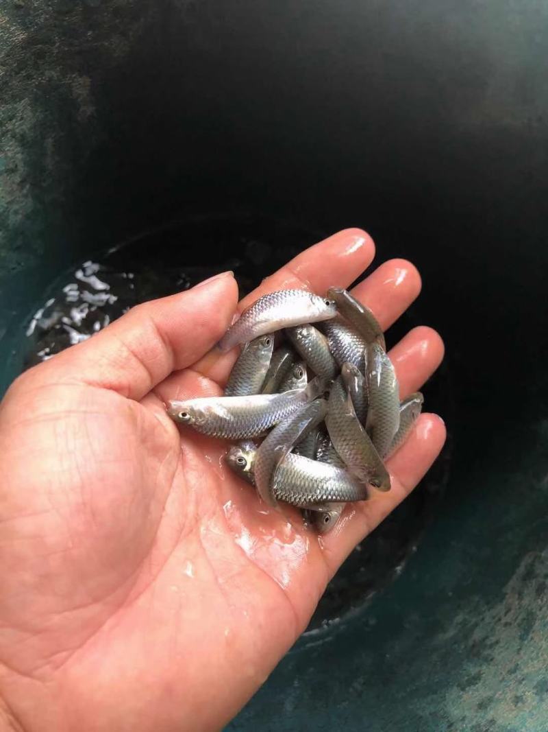 军鱼苗，青竹鲤苗，抗病力强好养良种杂交快大一手货源，。