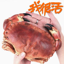 川渝鲜活面包蟹各种规格黄金蟹超大英国进口海鲜
