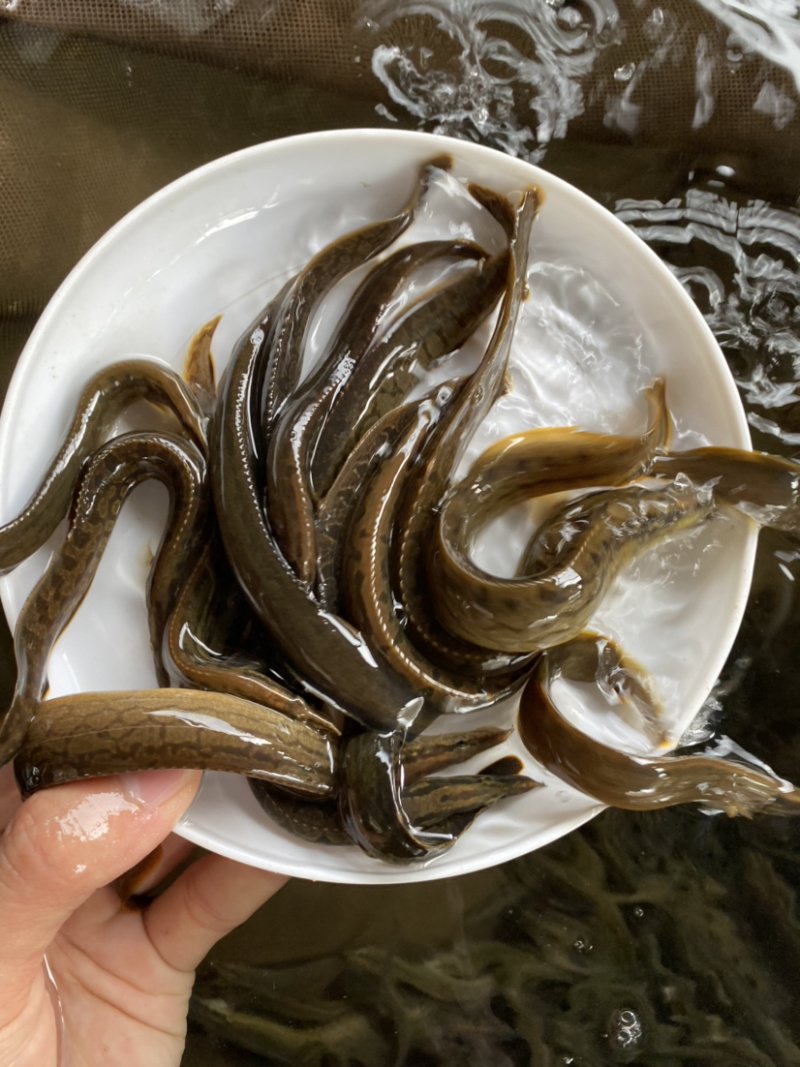 刺鳅鱼苗规格大小齐全肉质鲜嫩可口。。。。