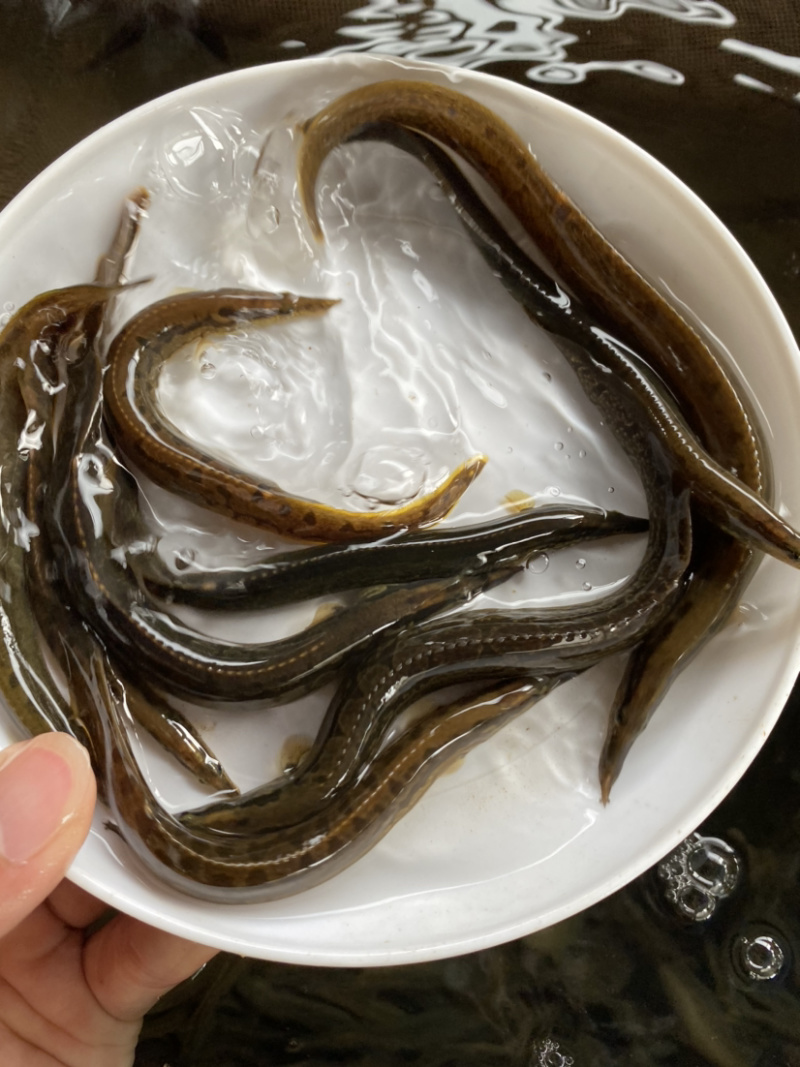 刺鳅鱼苗规格大小齐全肉质鲜嫩可口。。。。