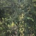 普宁崩坎高山甜油甘批发可上门采摘可快递生吃腌制