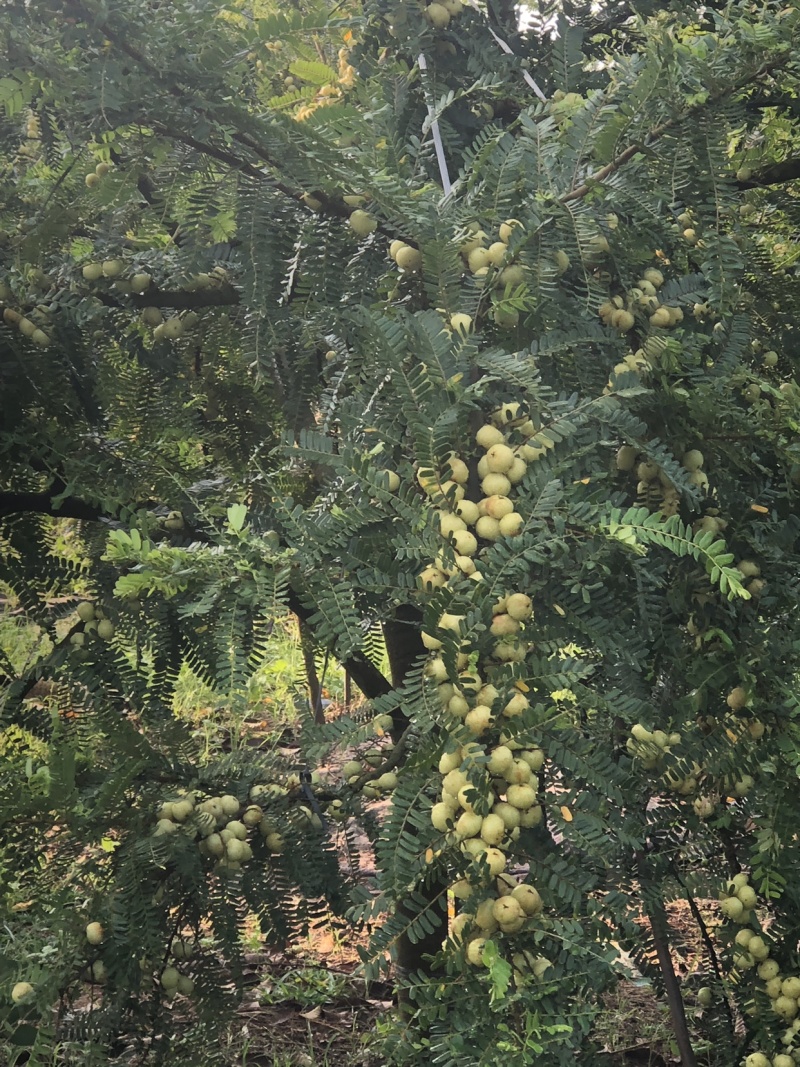 普宁崩坎高山甜油甘批发可上门采摘可快递生吃腌制