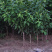 黑琥珀李子苗规格齐全可南北方种植免费提供种植技术