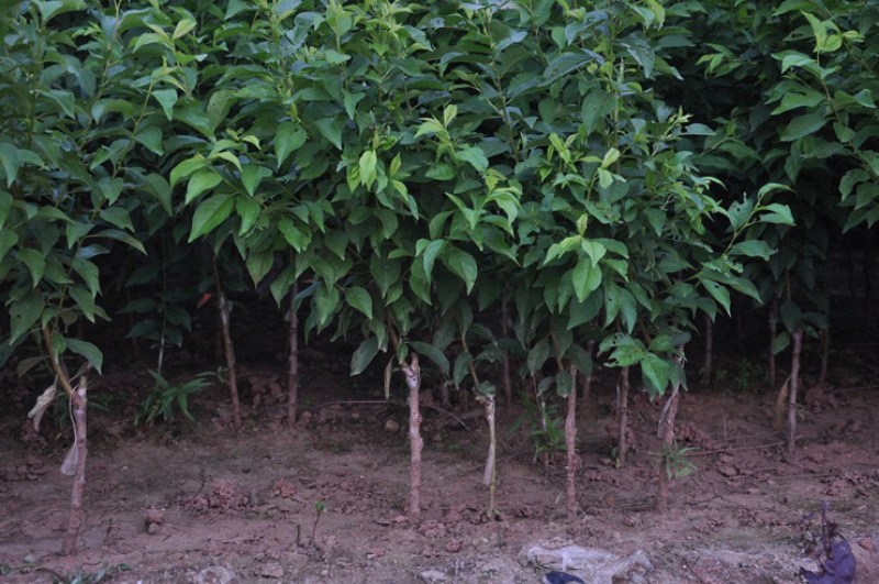 黑琥珀李子苗规格齐全可南北方种植免费提供种植技术