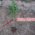 黑琥珀李子苗规格齐全可南北方种植免费提供种植技术