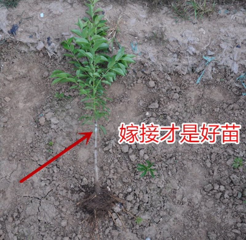 黑琥珀李子苗规格齐全可南北方种植免费提供种植技术