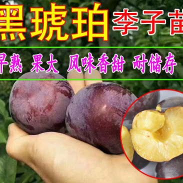 黑琥珀李子苗规格齐全可南北方种植免费提供种植技术