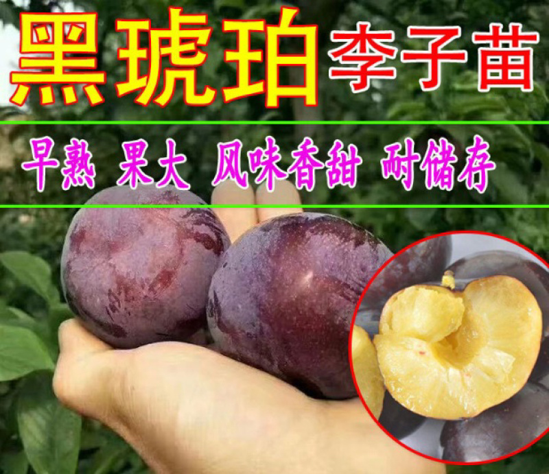 黑琥珀李子苗规格齐全可南北方种植免费提供种植技术