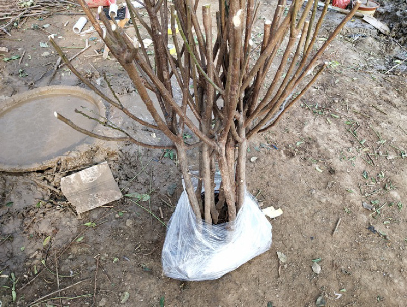 黑琥珀李子苗规格齐全可南北方种植免费提供种植技术