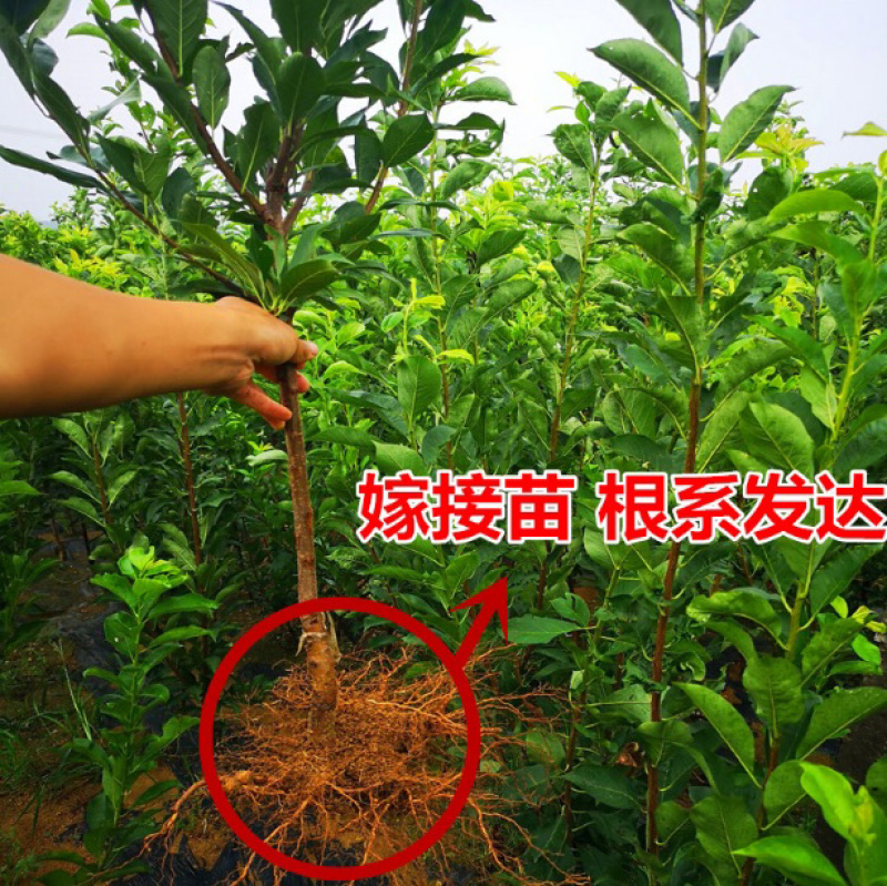 黑琥珀李子苗规格齐全可南北方种植免费提供种植技术