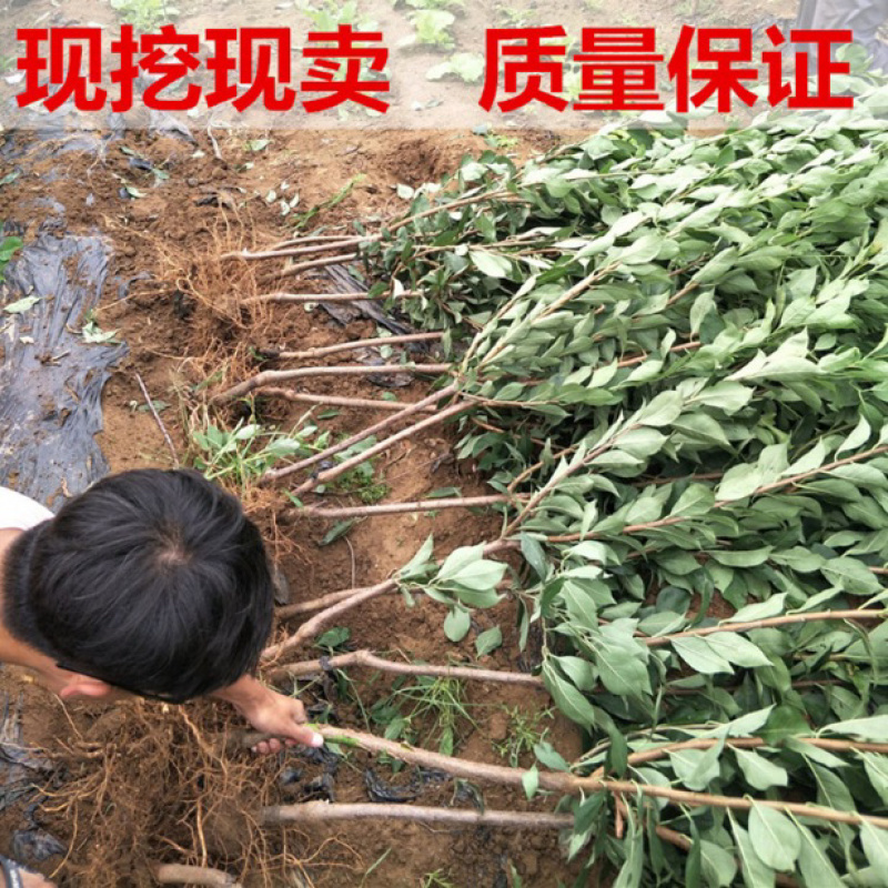 黑琥珀李子苗规格齐全可南北方种植免费提供种植技术