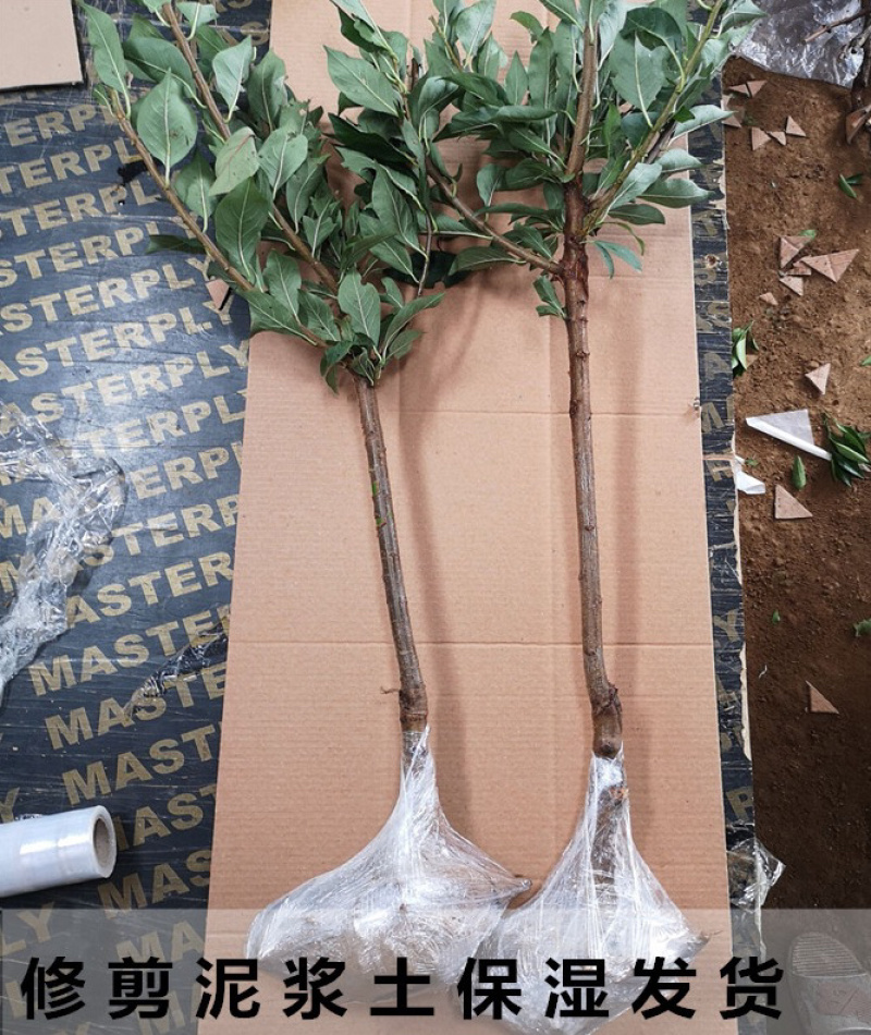 黑琥珀李子苗规格齐全可南北方种植免费提供种植技术
