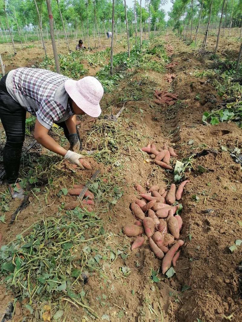500亩西瓜红开挖出售，品质好价格优，精品果每斤0.9元