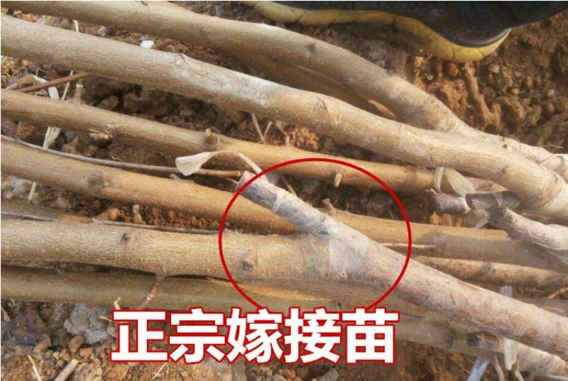 黑柿子嫁接柿子苗基地直销现挖现卖量大从优