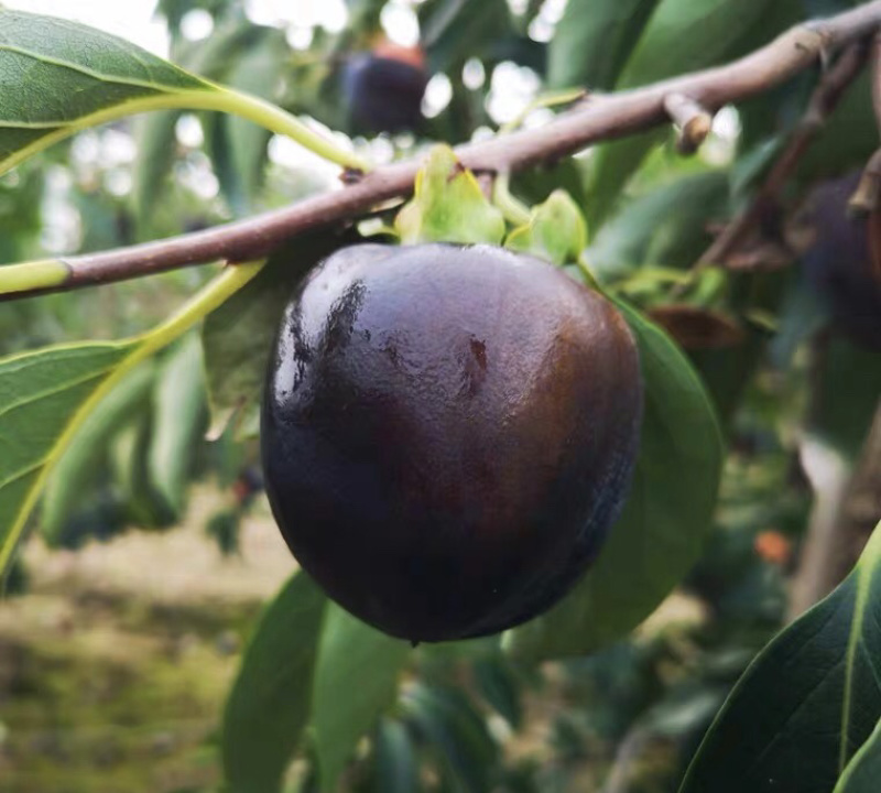 黑柿子嫁接柿子苗基地直销现挖现卖量大从优