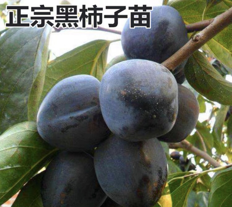 黑柿子嫁接柿子苗基地直销现挖现卖量大从优