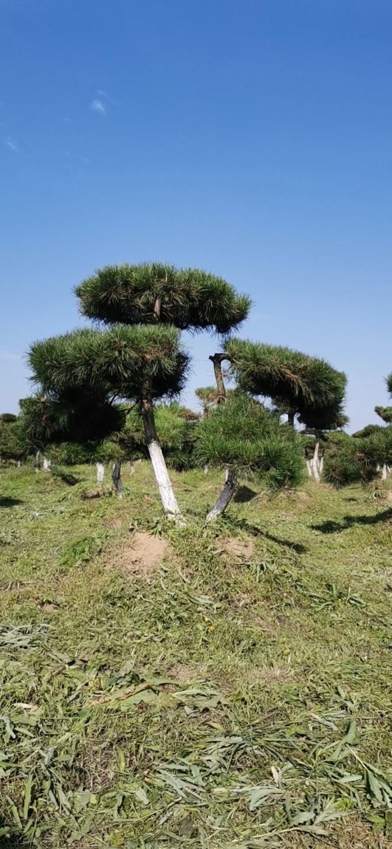 甘肃省庆阳市造型油松基地