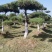 甘肃省庆阳市造型油松基地