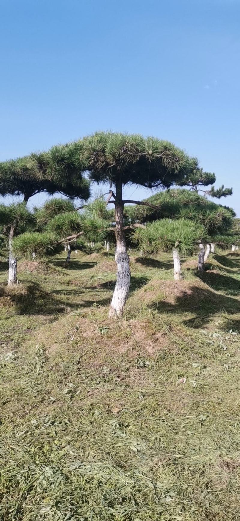甘肃省庆阳市造型油松基地