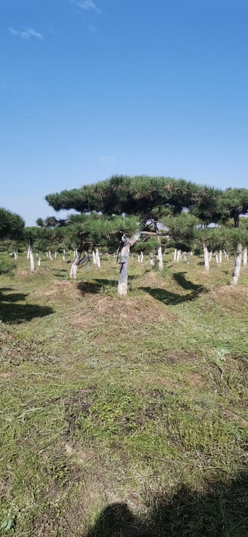 甘肃省庆阳市造型油松基地