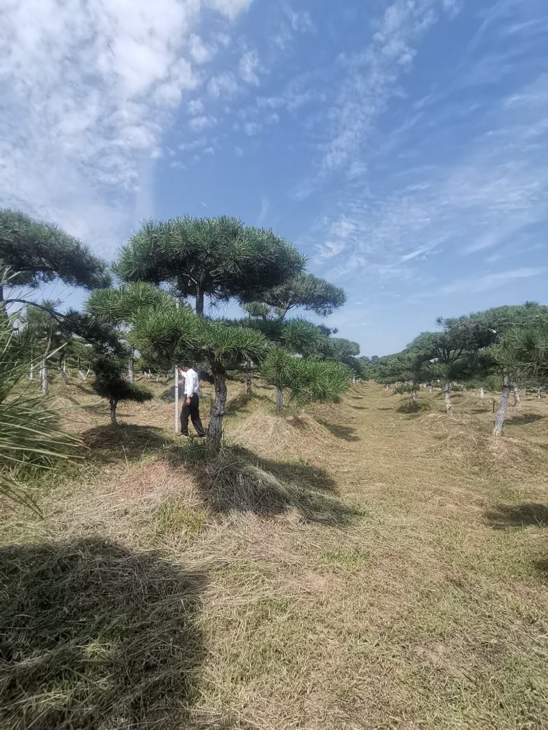 甘肃省庆阳市造型油松基地
