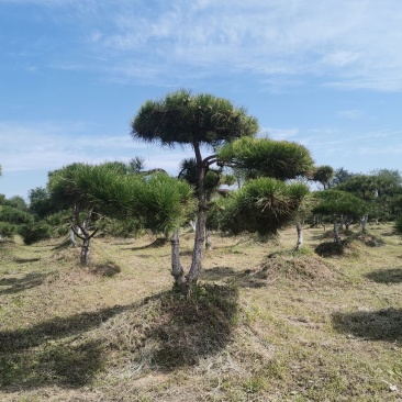 甘肃省庆阳市造型油松基地