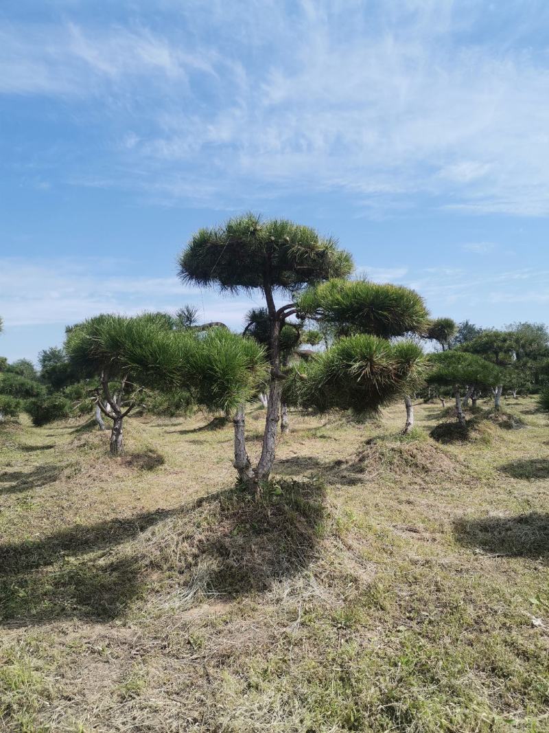 甘肃省庆阳市造型油松基地