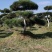 甘肃省庆阳市造型油松基地