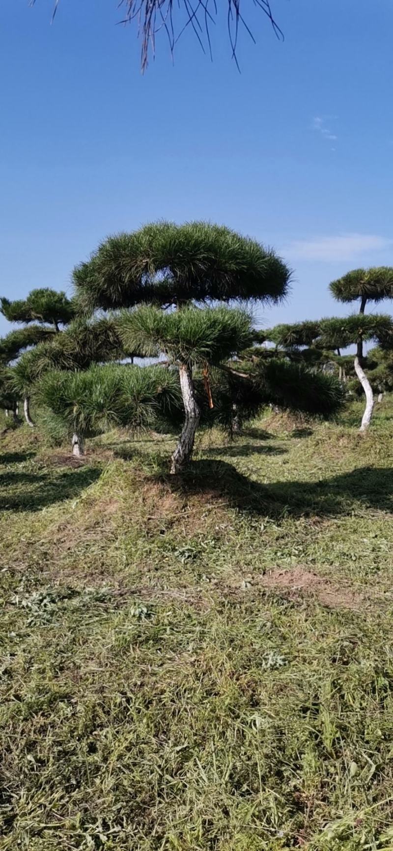 甘肃省庆阳市造型油松基地