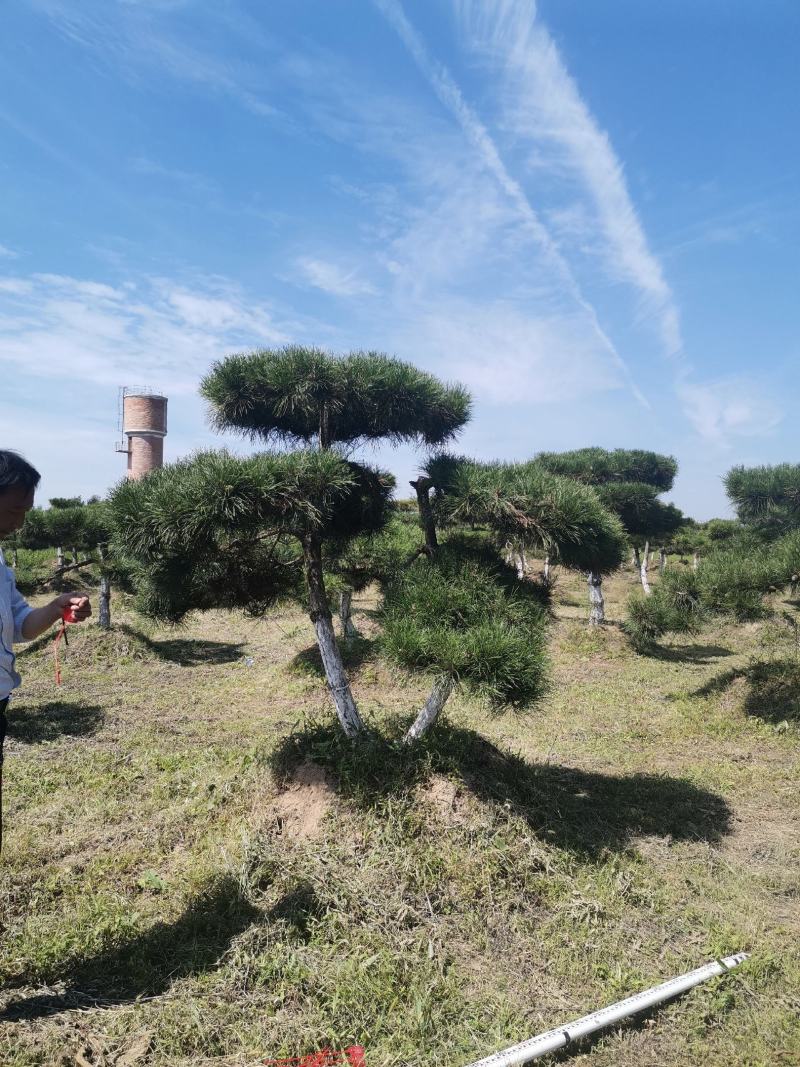 甘肃省庆阳市造型油松基地