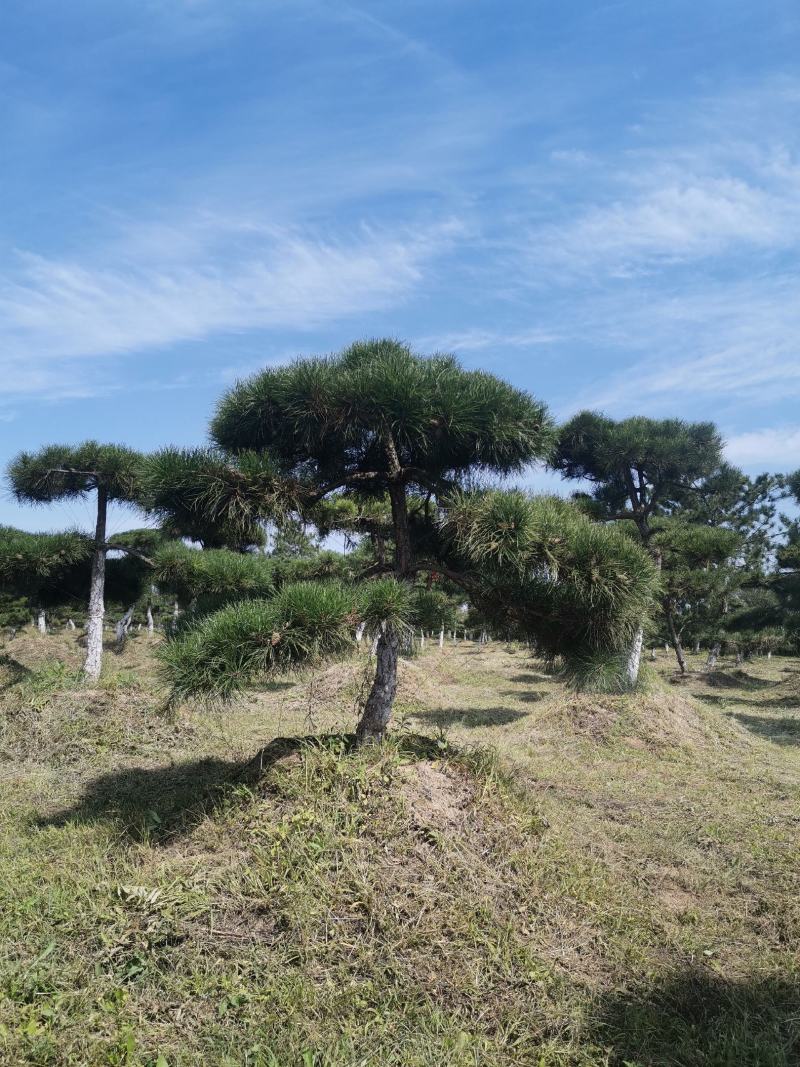 甘肃省庆阳市造型油松基地