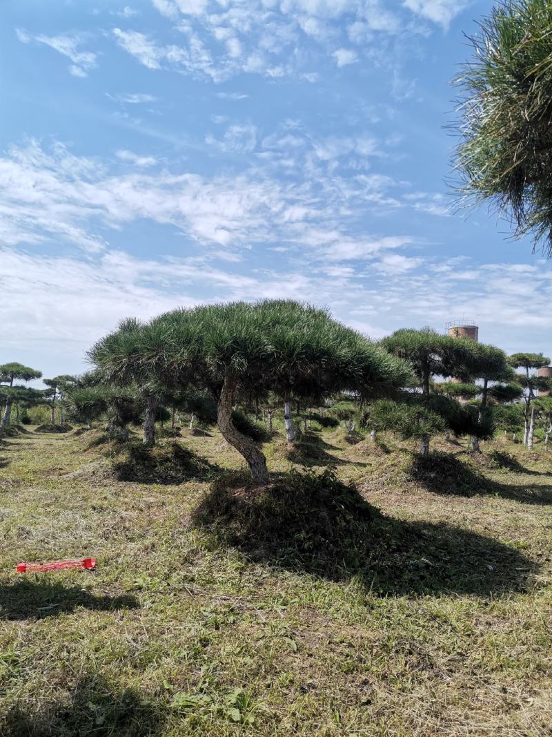 甘肃省庆阳市造型油松基地