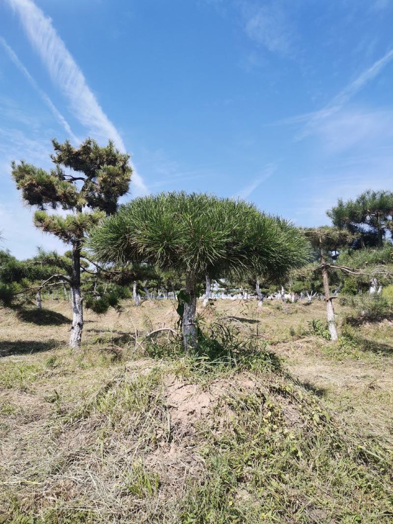 甘肃省庆阳市造型油松基地