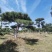 甘肃省庆阳市造型油松基地