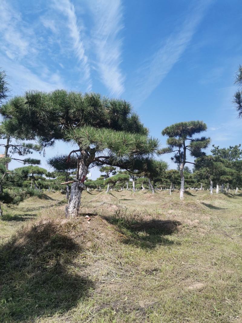 甘肃省庆阳市造型油松基地