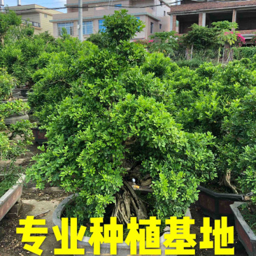 福建七里香盆景批发造型七里香桩头价格精品九里香古桩供应