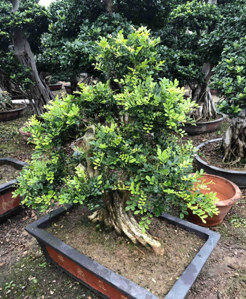福建七里香盆景批发造型七里香桩头价格精品九里香古桩供应