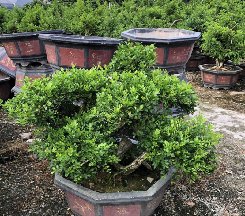 福建七里香盆景批发造型七里香桩头价格精品九里香古桩供应