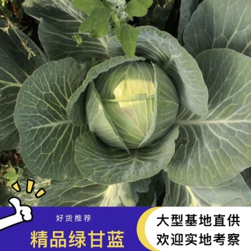大片面积基地，欢迎实地考察