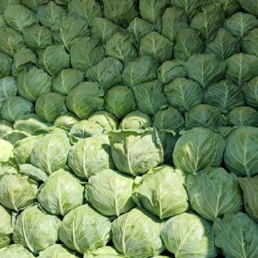 河北精品甘蓝，本地大量供应