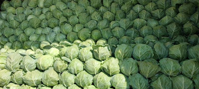 河北精品甘蓝，本地大量供应