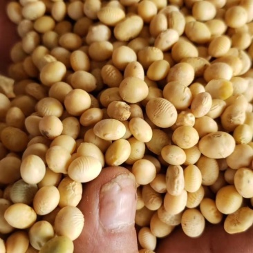 湖北黄豆冀豆中黄系列大量上市蛋白高水份低