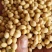 湖北黄豆冀豆中黄系列大量上市蛋白高水份低
